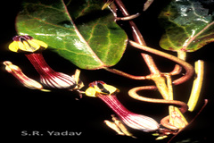 Ceropegia candelabrum var. candelabrum